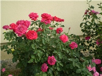 1bb27b85-Picture 2793.jpg